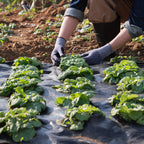 44997f6a-c0d8-450a-9226-9b51da1aaa75